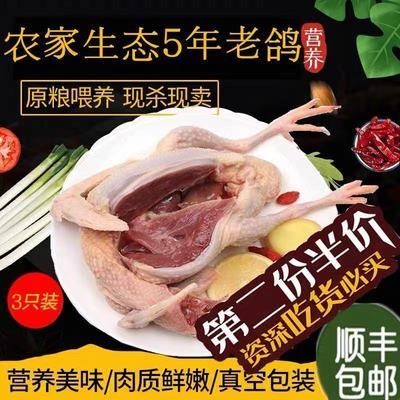 32419/『特惠不鲜包赔』(顺丰空运)新鲜农家散养鸽子三只活体现杀鸽子