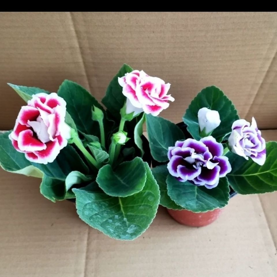 大岩桐重瓣大富贵芙蓉花盆栽观花植物四季开花原盆原土带花苞发货 虎窝拼