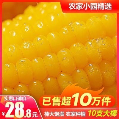 35781/玉米新鲜东北糯玉米甜粘黏黄玉米棒白真空大丑扁玉米非转基因10支