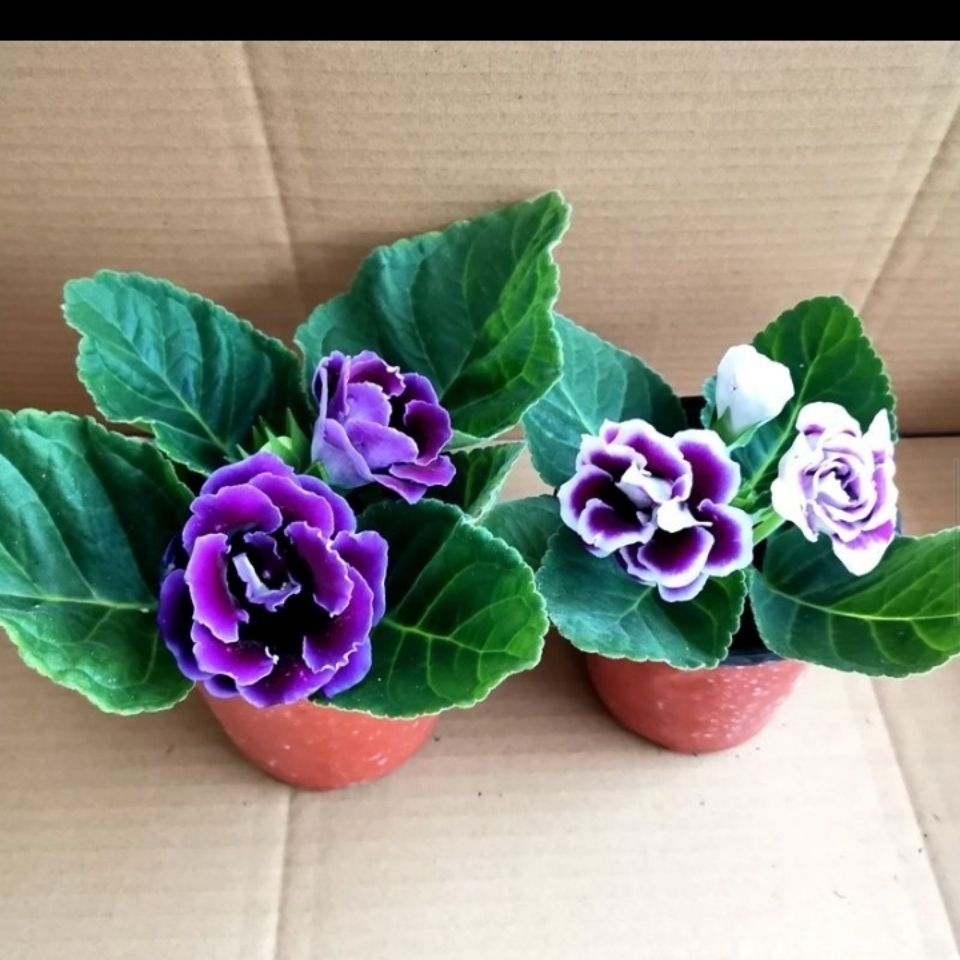 大岩桐重瓣大富贵芙蓉花盆栽观花植物四季开花原盆原土带花苞发货 虎窝拼