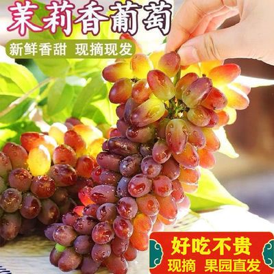 41337/郁金香茉莉香葡萄非巨峰葡萄现摘薄皮无籽整箱盒装顺丰/一件代发