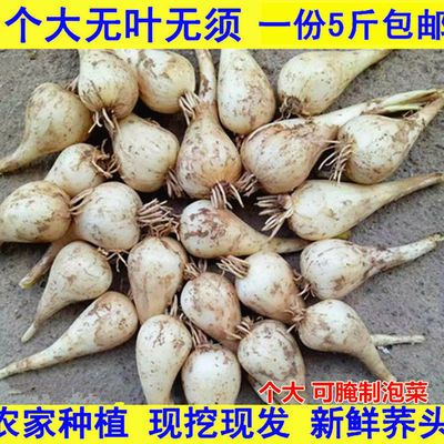 78972/新鲜藠头荞头江西茭头农家自种新鲜现挖叫头野生大教头包邮