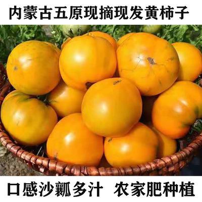 西红柿番茄 内蒙古五原天然绿色蔬菜番茄特产黄柿子5斤包邮