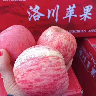 39695/陕西延安冷库洛川套袋富士苹果75-85毫米直径大小净果2-5.5斤包邮
