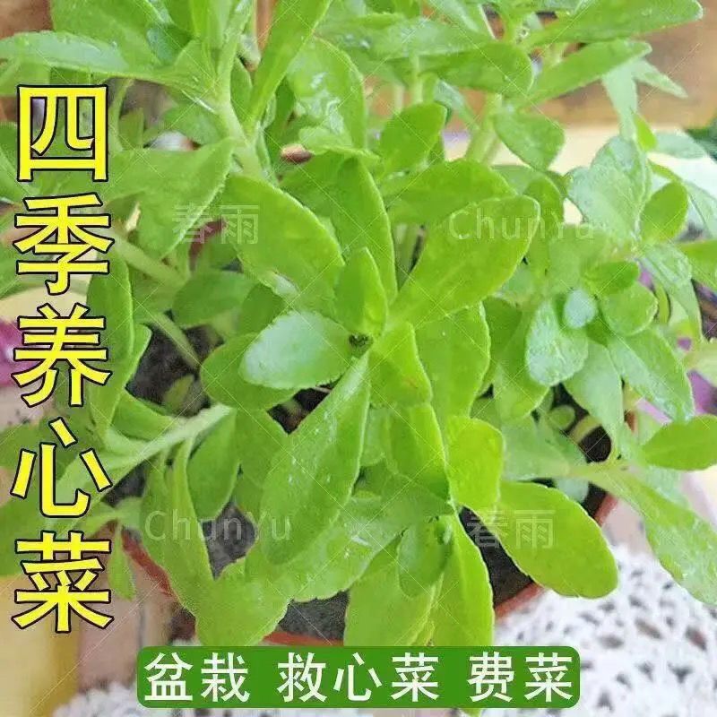 查看源网页