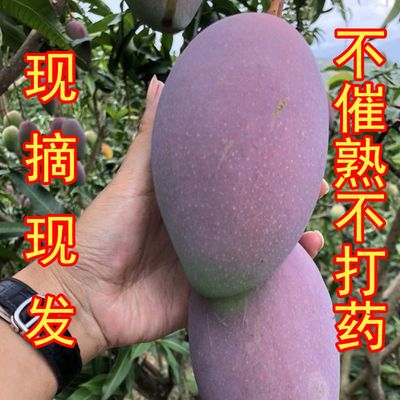 41318/云南金凤凰芒果大贵妃芒果树上熟当季新鲜水果3/5/9斤整箱批发