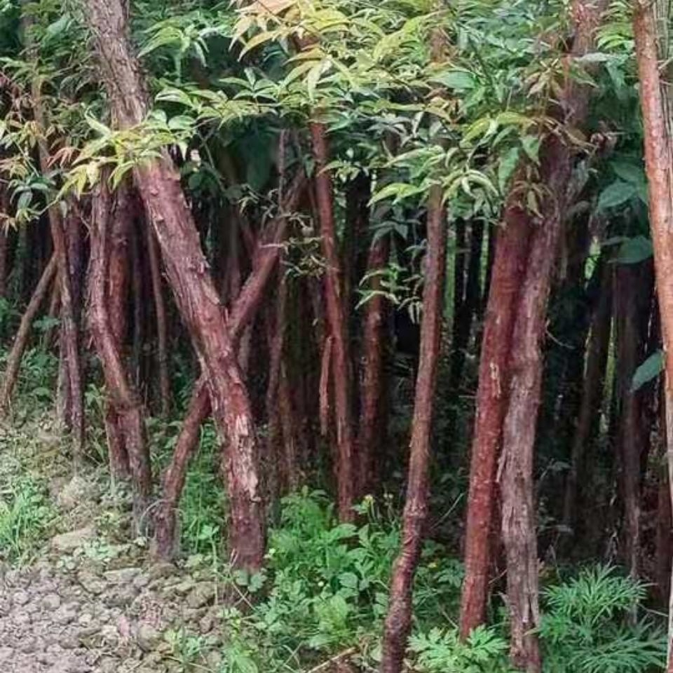 山木香老桩月季花钻木红刺藤山木香月季花玫瑰花蔷薇花