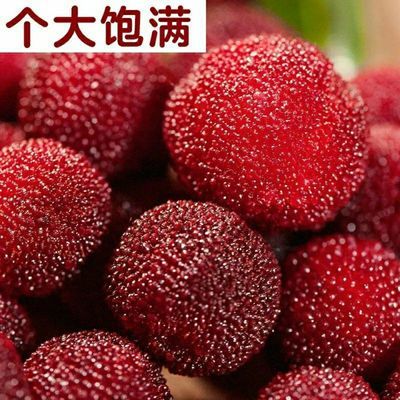 39541/碧云山庄杨梅 荸荠杨梅 可现场采摘