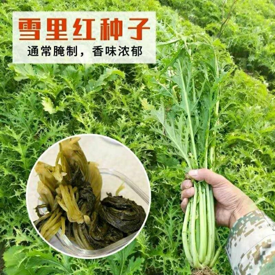 雪里蕻种子高产小叶雪里红雪菜耐寒芥菜农家咸菜春秋四季蔬菜种籽