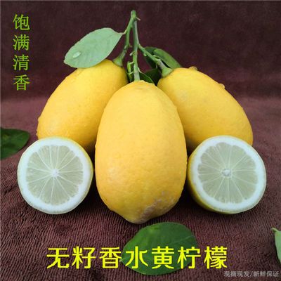 香水黄柠檬无籽奶茶店专用新鲜清香当季青柠檬商用批发无籽薄皮