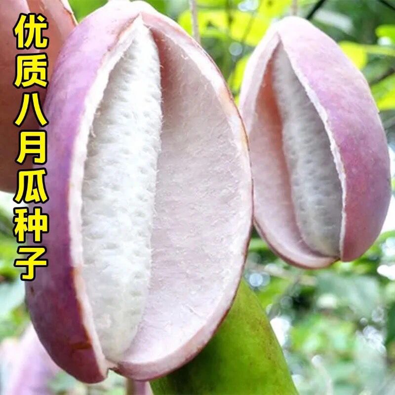 野生八月瓜种子紫果八月瓜树种子庭院爬藤植物食用水果八月炸种苗 虎窝拼