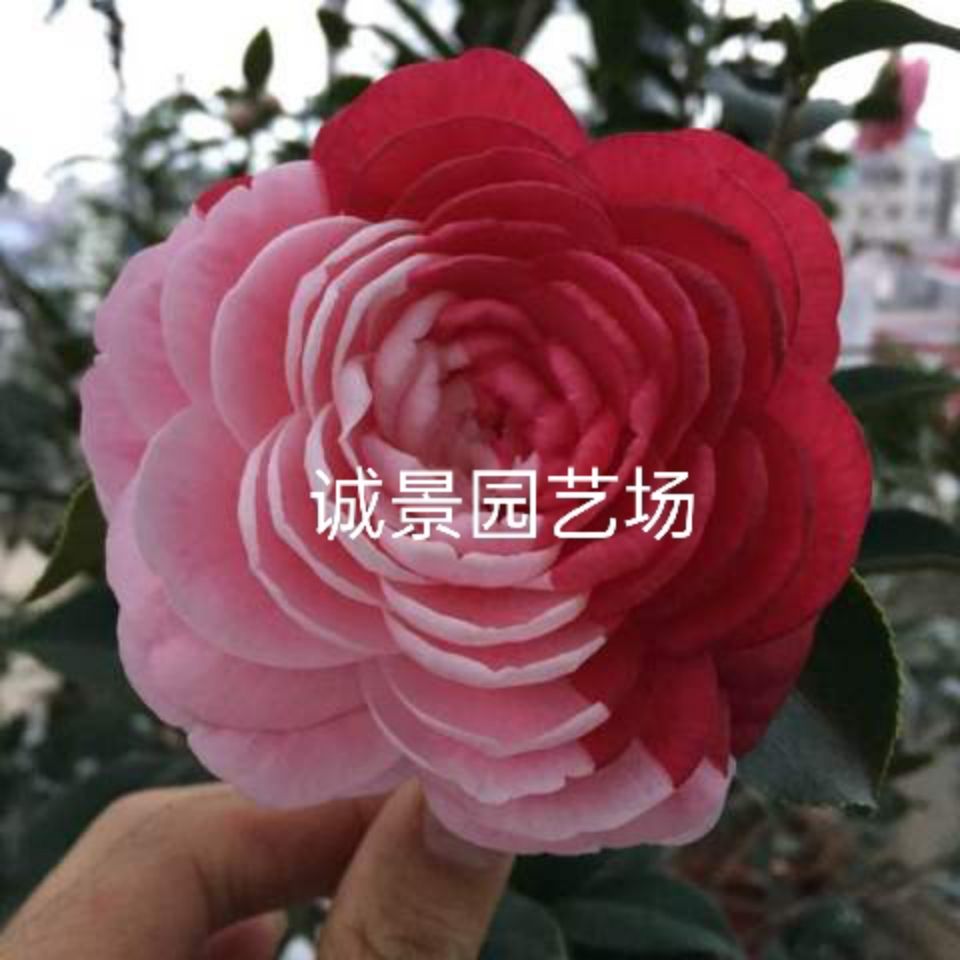 (稀有品种)潮州品种仙种五宝名贵茶花盆栽树苗当年开花【2月26日发完