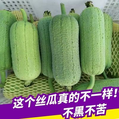 45891/福建丝瓜肉丝瓜新鲜 短棒胖台湾香丝瓜福建农家现摘新鲜蔬菜下奶
