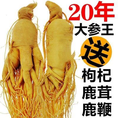 39931/【太便宜参农哭了】真人参野山参新鲜人参片泡酒的药材赠送鹿鞭