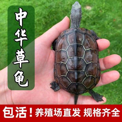 乌龟活物中华草龟小乌龟外塘长寿龟宠物水龟金线龟活物龟墨龟草龟