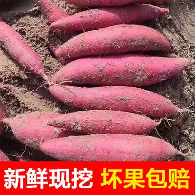 39521/红薯西瓜红沙地蜜薯新鲜现挖地瓜山芋板栗薯糖心薯蔬菜批发软糯