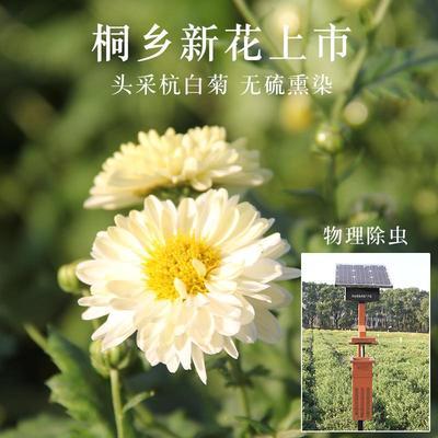 菊花茶杭白菊桐乡特级正宗杭菊杭州白菊花贡菊黄菊50g散装新花 咩吔值得买