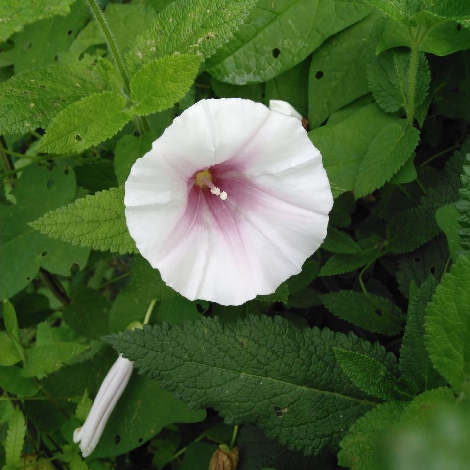 野生牵牛花绿植喇叭花盆栽花卉五月开花