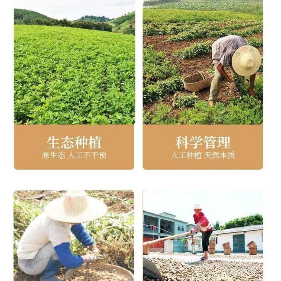 黑花生带壳可做种子黑花生新货农家种植晒干黑皮花生果带壳花生米 虎窝拼