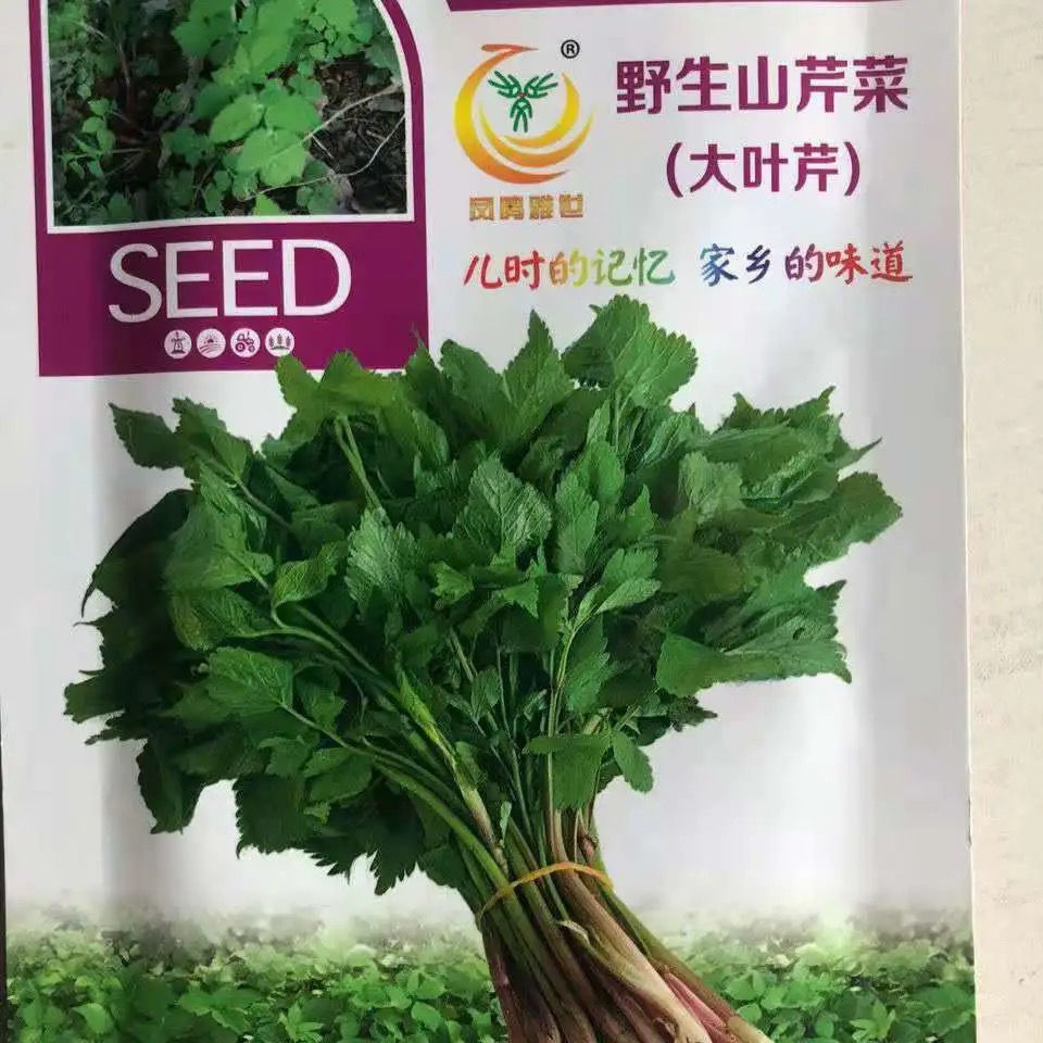 山芹菜种子东北大叶芹山野菜野茴香种子种苗盆栽地栽四季易活蔬菜