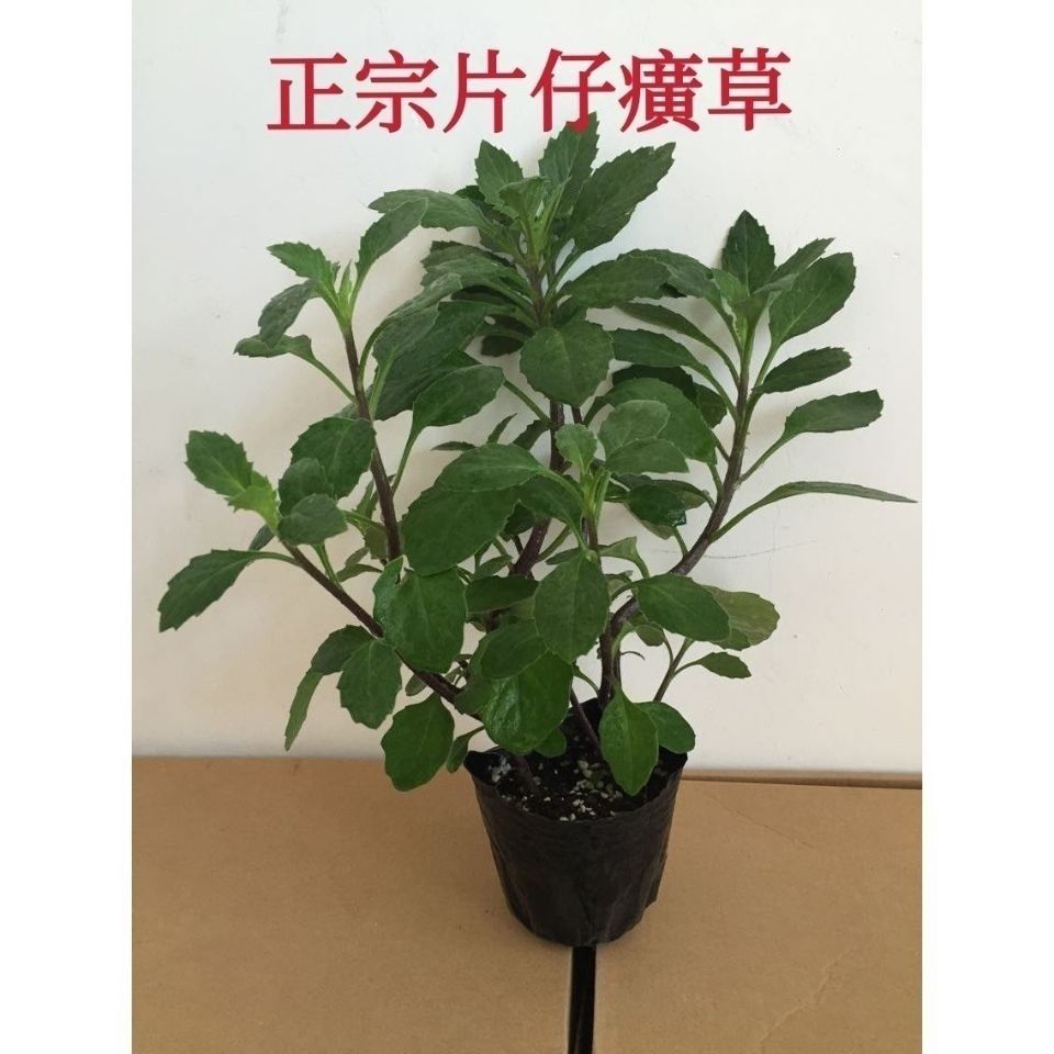 片仔癀白凤菜盆栽苗叶(藤)榨汁清凉解毒有机蔬菜纯天然无公害鲜叶