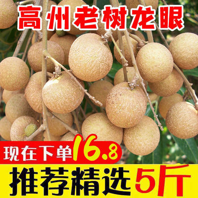 40033/新鲜龙眼桂圆当季水果甜现货广东高州龙眼石硖储良整箱5包邮批发
