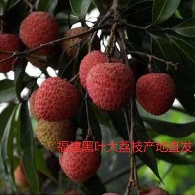 40105/福建漳州黑叶大荔枝产地直发【6月21日发完】