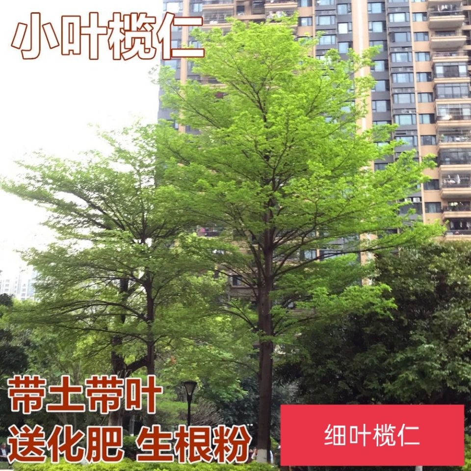 小叶榄仁树苗 细叶榄仁树苗 雨伞树 绿化庭院遮荫树 别墅小院盆栽