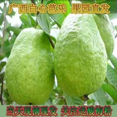 39563/(广西番石榴低糖低脂)白心芭乐番石榴应季新鲜水果批发3/5/8/10斤