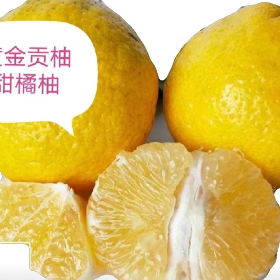 丑八怪桔柚怀化黄金贡柚春香柚新鲜水果当季纯甜柚子雪峰柚象山青