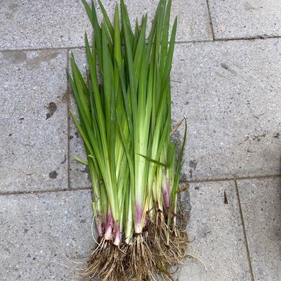 水菖蒲黄菖蒲香蒲苗香蒲棒挺水植物净化污水美化环境 9月13日发完 虎窝拼