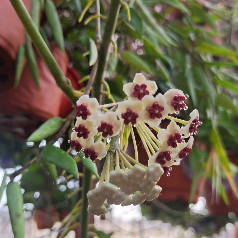 心形心叶球兰室内盆栽花卉爬藤植物球兰多肉植物盆栽绿植窗台垂 虎窝拼