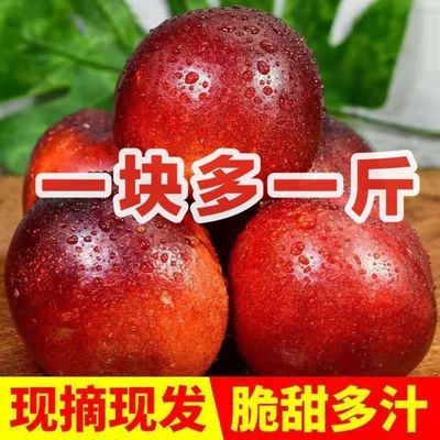 39577/黄心油桃新鲜黄肉油桃应季水果孕妇水果新鲜脆甜硬油桃整箱批发价