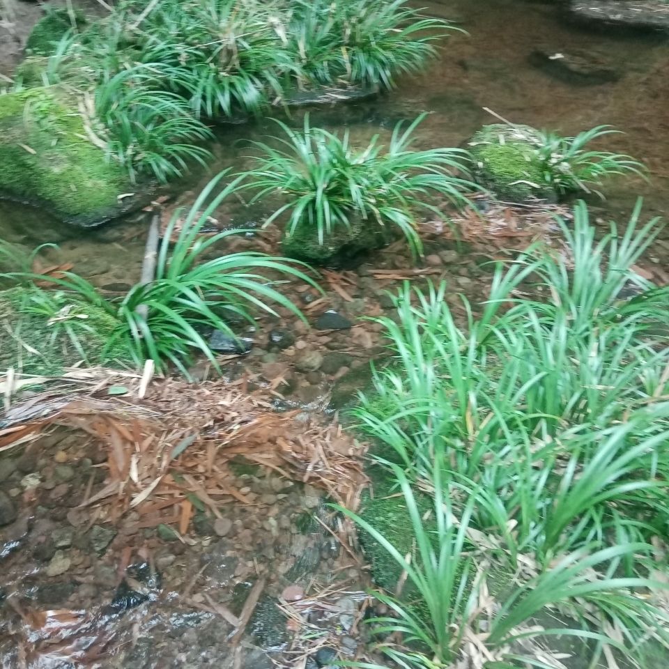 《野生石菖蒲》附石龙根菖蒲草绿植水培`土培种植花卉盆景包邮