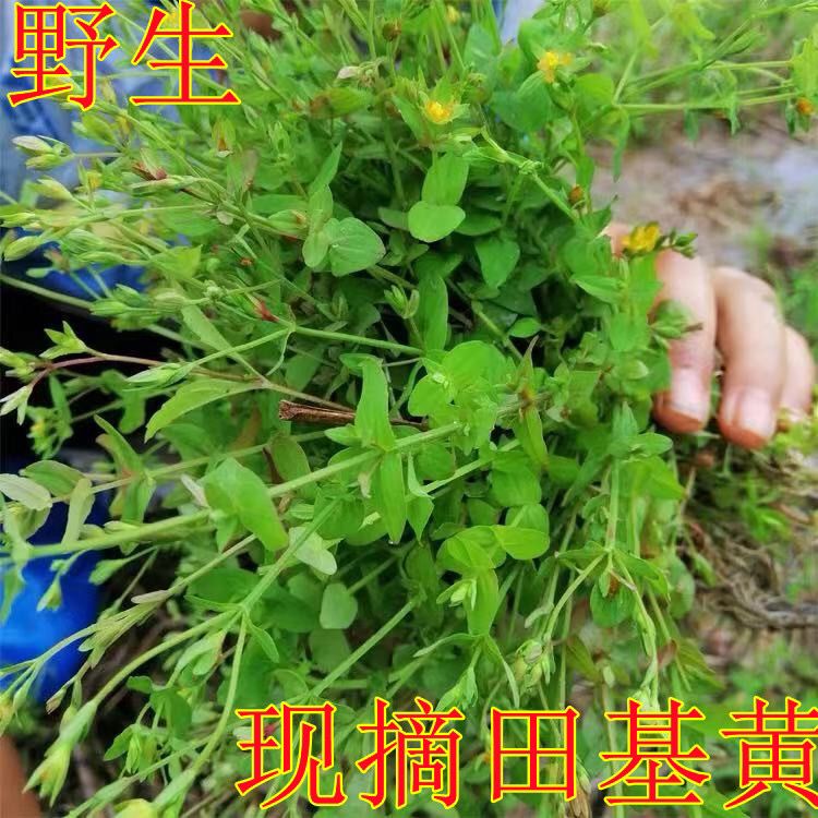 野生新鲜现拔田基黄地耳草黄花草雀舌草新鲜整株田基王鲜干货500g