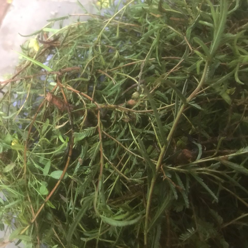 生草药材肝铺地铁甲草软肝草益肝草干货500克