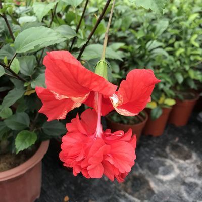 东篱小舍扶桑朱槿牡丹红塔非常勤花品种原盆发货福建漳州发 10月16日发完 虎窝拼