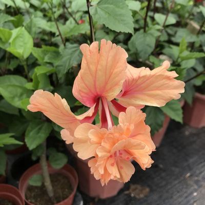 东篱小舍扶桑朱槿牡丹红塔非常勤花品种原盆发货福建漳州发 10月16日发完 虎窝拼