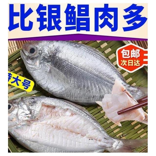 【新品】野生肉鲳鱼新鲜海捕鲳鱼南鲳比银鲳鱼金鲳鱼好吃海鲜水产