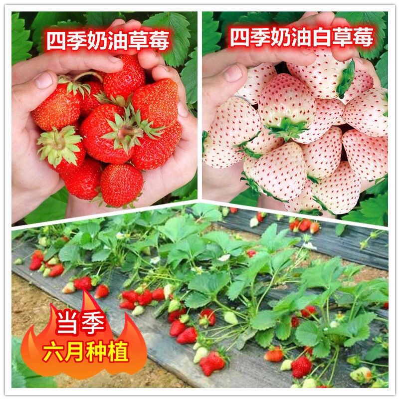 四季易活奶油草莓种子籽原装阳台新品种庭院盆栽高产水果白大草莓