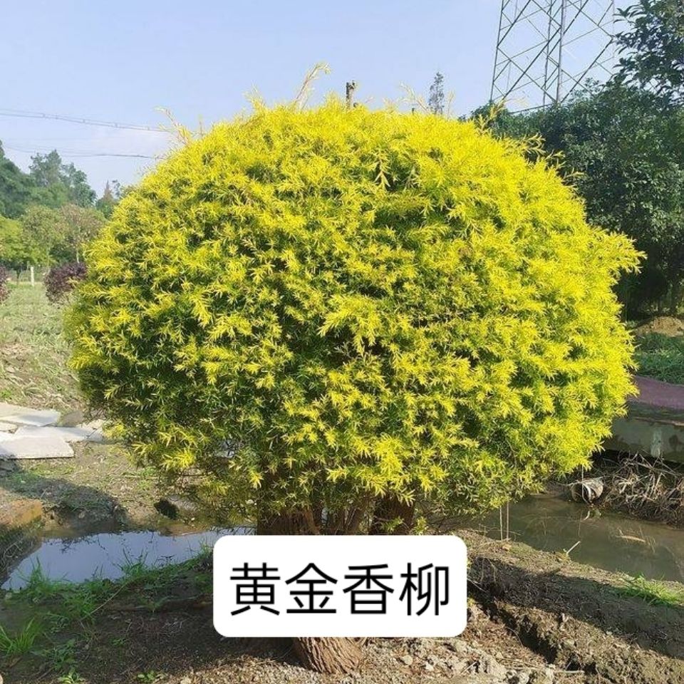 黄金香柳树苗四季常青花园绿化绿植观叶防风耐寒苗