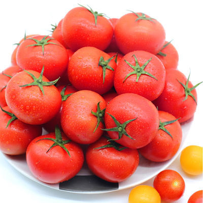 【綠行者】水果番茄小西紅柿新鮮蔬菜現摘爆漿多汁孕婦兒童生吃