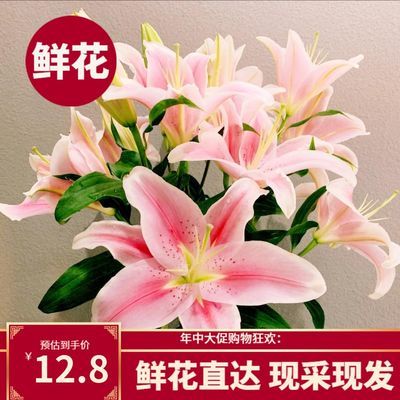百合鲜花现采现发香水百合花束粉白真花插花速递水养花束送礼物花 虎窝拼