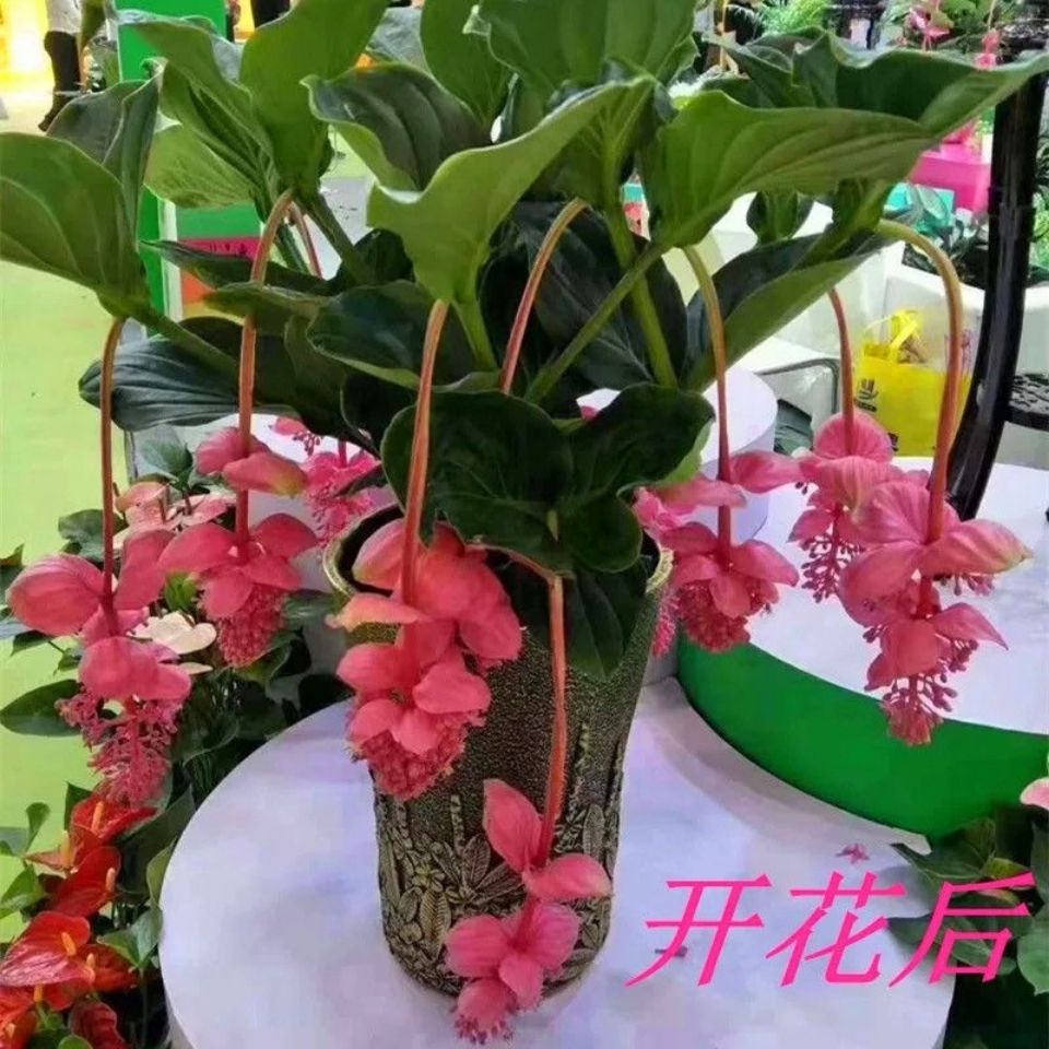 珍珠宝莲灯美丁花盆栽浅粉色室内观赏高档四季常青花卉好养非进口 虎窝拼