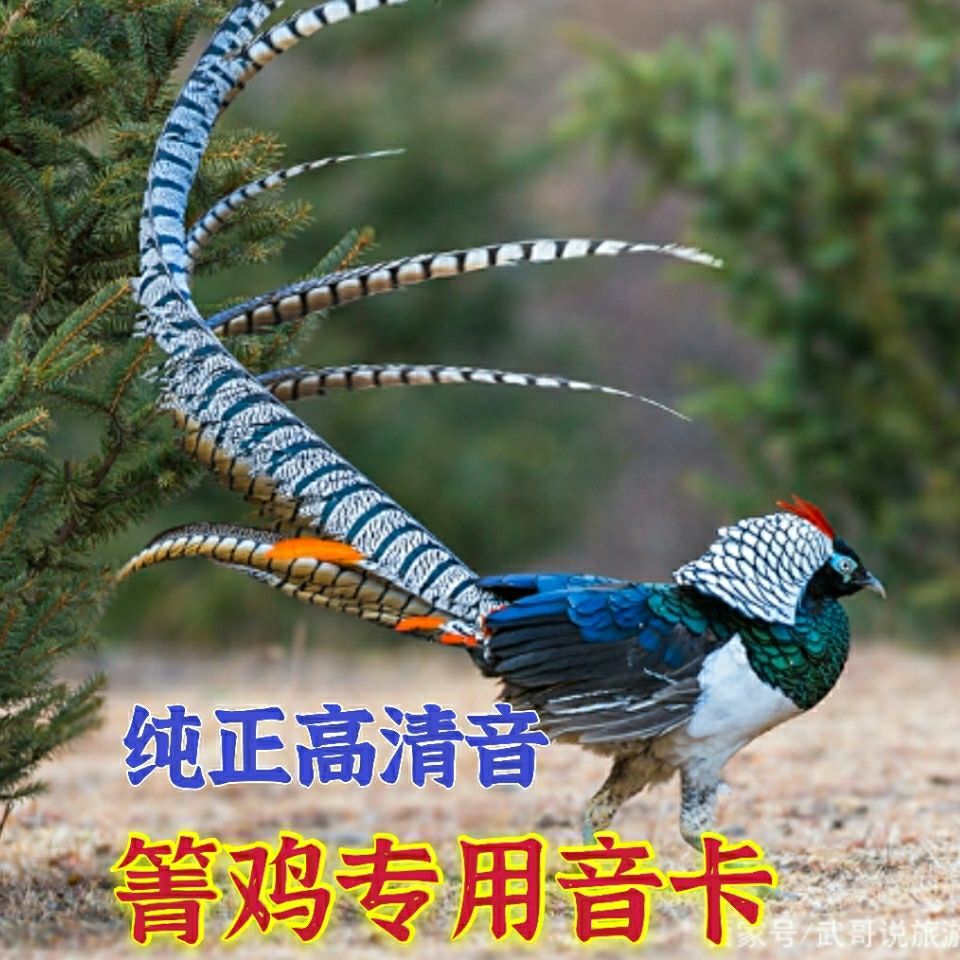 箐鸡高清纯正声音内存卡白腹锦叫声欣赏音卡好音欣赏tf音卡