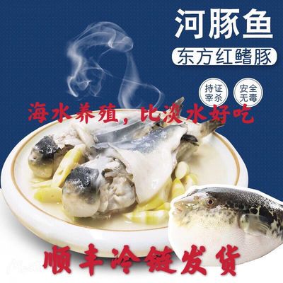 大号河豚鱼可食用新鲜活河豚肉带肝皮安全无毒极鲜冷冻淡水河鲀 虎窝拼