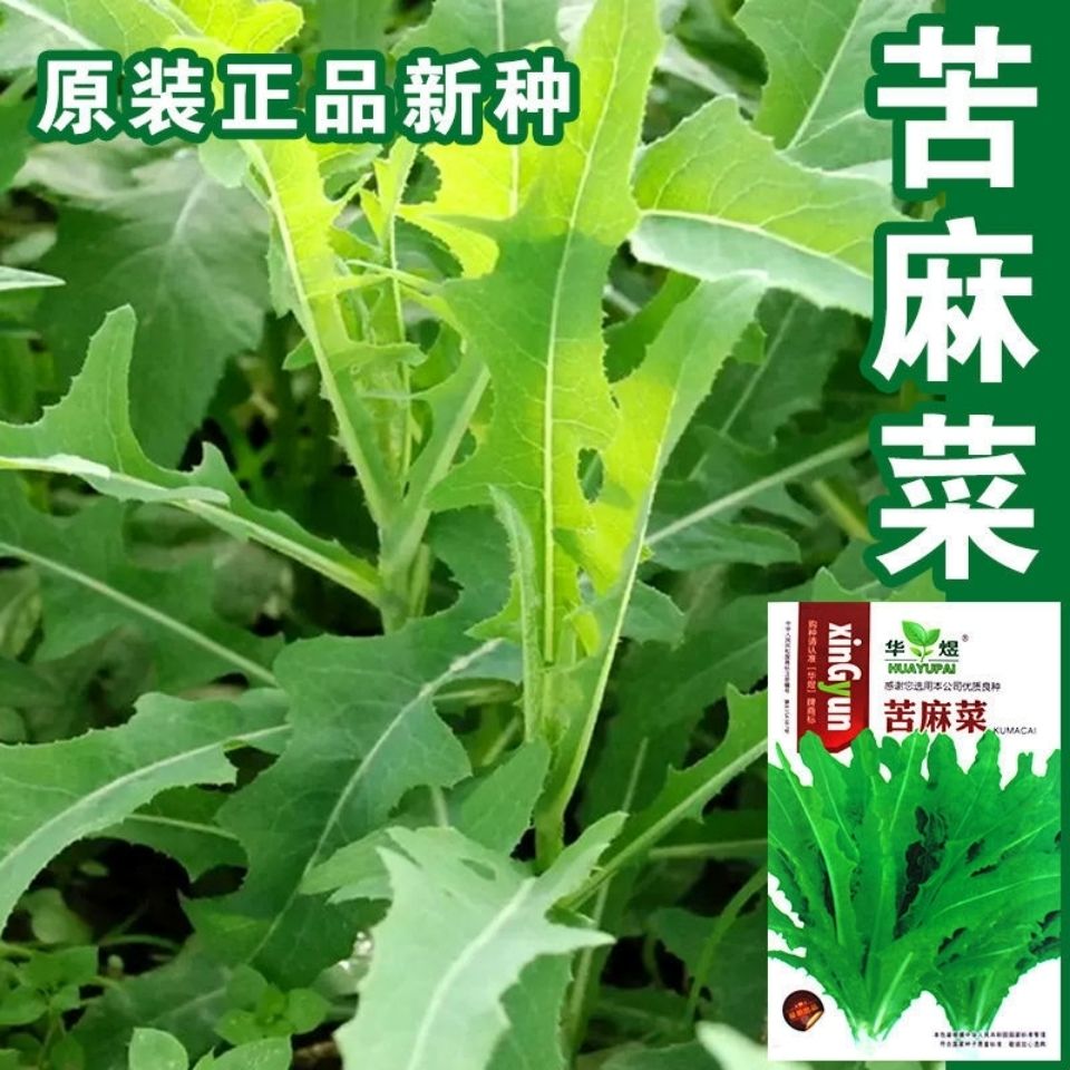 苦麻菜种子籽种农家野生苦菜野菜苦荬菜曲麻菜阳台四季播蔬菜种籽