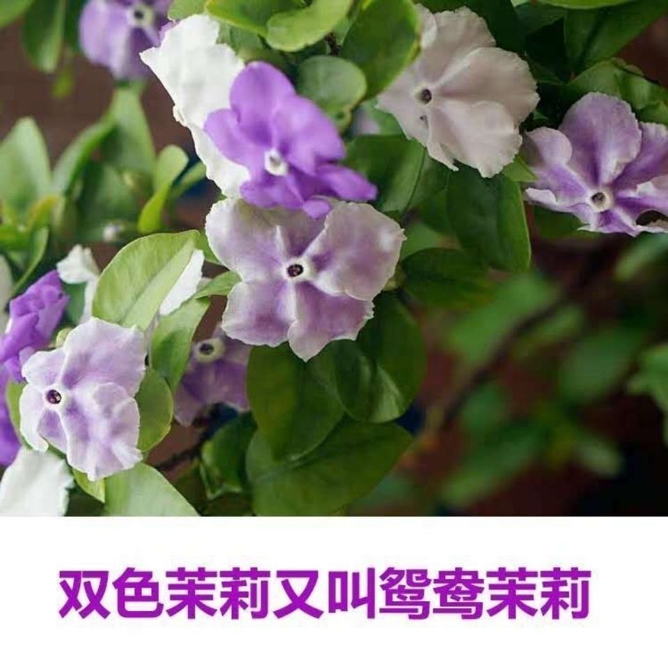 双色茉莉花苗盆栽四季开花浓香型花卉室内客厅四季开花浓香型花期