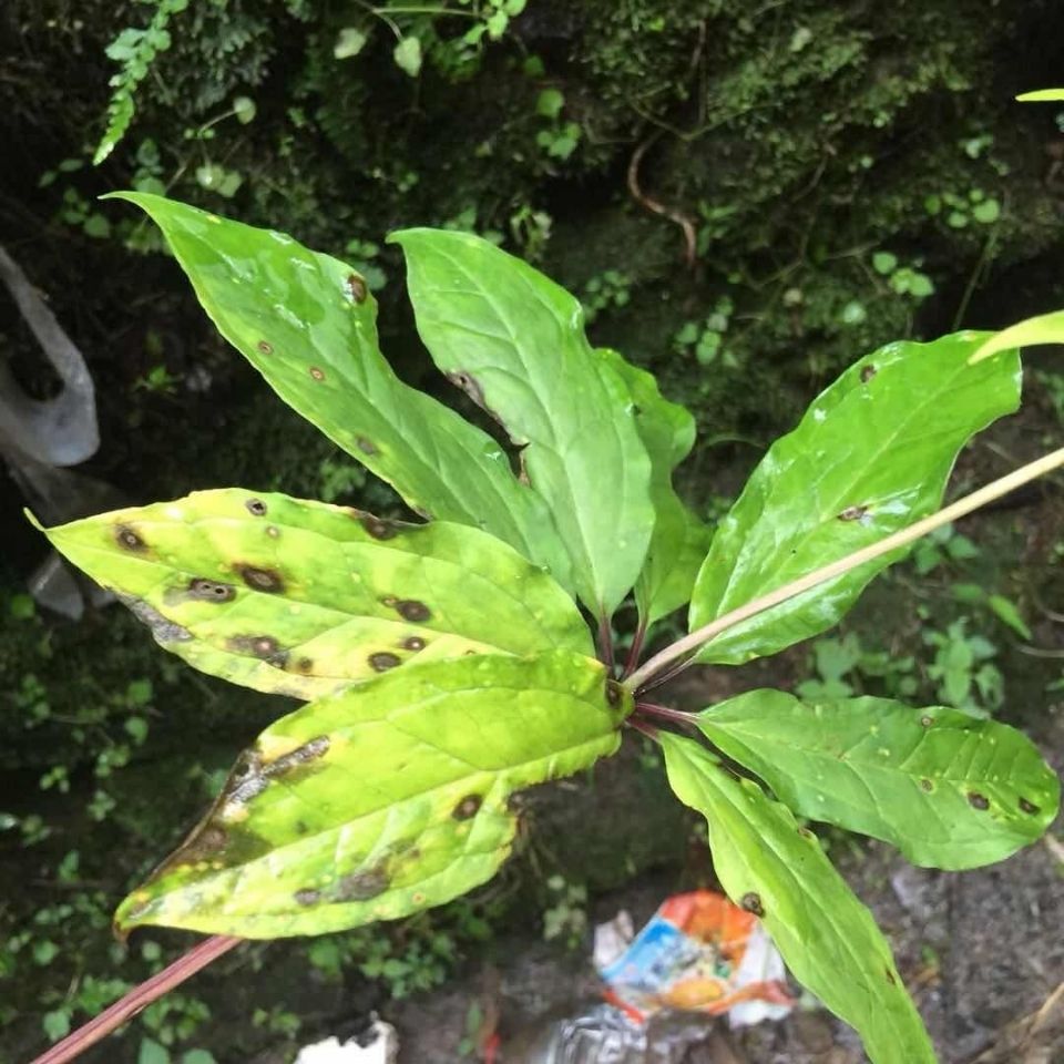 杀菌剂重楼黄精白芨七叶一枝花中研乐康根腐灵炭疽专用效果好包邮【2