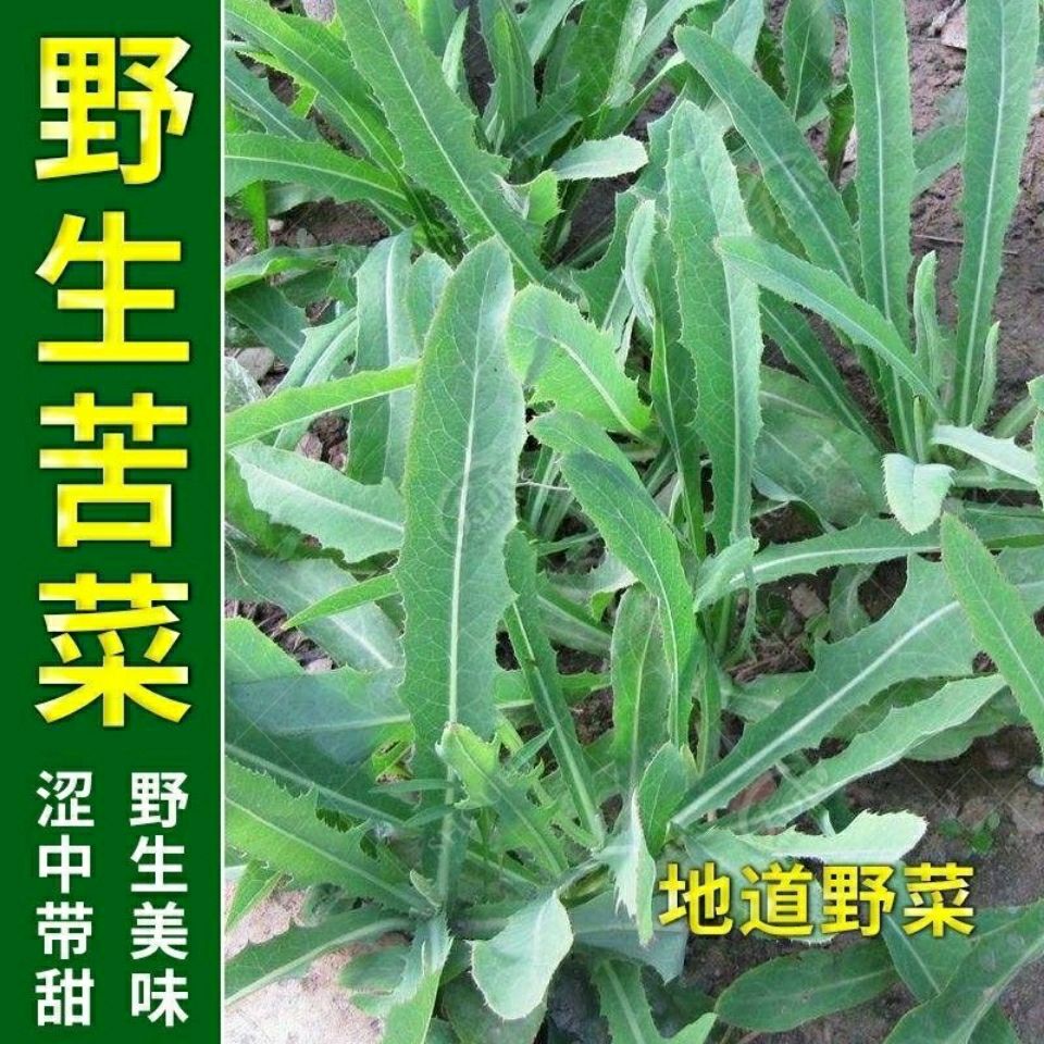 苦麻菜种子籽种农家野生苦菜野菜苦荬菜曲麻菜阳台四季播蔬菜种籽【2